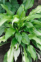 Hosta