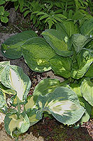 Hosta