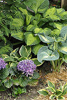 Hosta