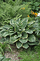 Hosta