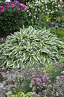 Hosta