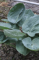 Hosta