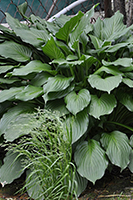 Hosta