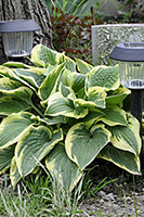 Hosta