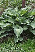 Hosta