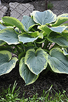 Hosta