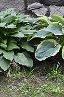 Hosta