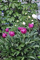 pion flower