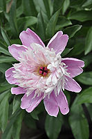 pion flower