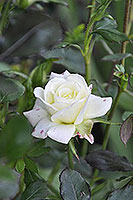 роза Uillow Melandina