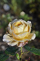 rose Charles Darwin