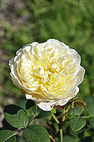 rose Charles Darwin