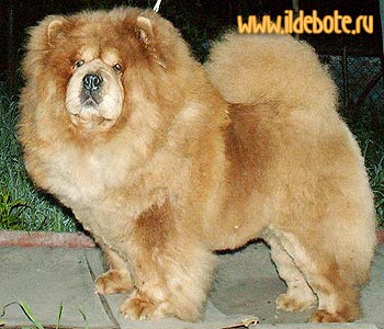 chow-chow GPRINCESSA GREZA