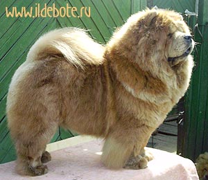 chow-chow GPRINCESSA GREZA