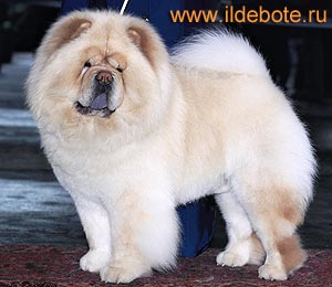 chow-chow Il De Bote Extasy Hope