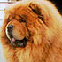 Sharming Baloven Sudby, chow-chow dog