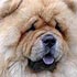 Il De Bote Casting, chow-chow dog