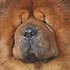 Vladlen Charming Favorit, chow-chow dog