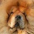 Bon Triumph Danila, chow-chow dog