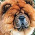 Il De Bote Eprikon, chow-chow dog