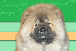 -. CHOW-CHOW.  IL' DE BOTE  (    )