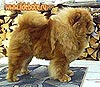 Chow-chow Il De Bote Abigale