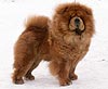 Chow-chow Il
De Bote Abigale