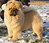 Chow-chow Il De Bote Casting