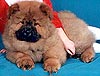 Chow-chow Vladlen Charming Favorite