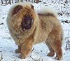 Chow-chow Il De Bote Eprikon