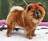 chow-chow Il De Bote Eprikon