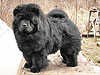 chow-chow Il De Bote Deinti
Divine