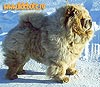 Chow-chow Il De Bote Diiti