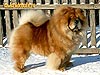 Chow-chow Brown Sugar Latiano