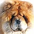 Brown Sugar Latiano, chow-chow dog