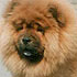 Vladlen Tid Bit Surprise, chow-chow bitch