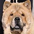 Il De Bote Le Garder, chow-chow dog