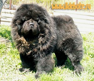 black chow-chow Il De Bote Jusho Dubertua