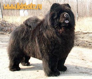 chow-chow Il DE Bote Deinti Divine