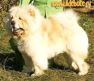 chow-chow Bon Triumph Lovelas