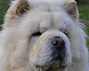 maximize chow-chow