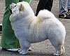 maximize chow-chow