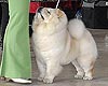 maximize chow-chow