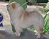 maximize chow-chow