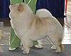 maximize chow-chow