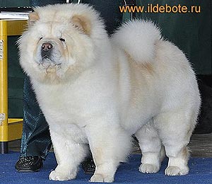 chow-chow Yasno Solnyshko Emilia s Gradskogo Priiska