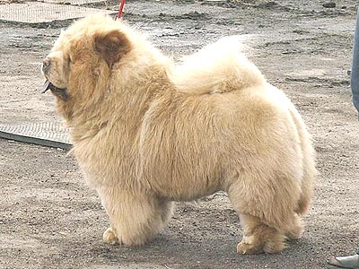 chow-chow Il De Bote Diiti