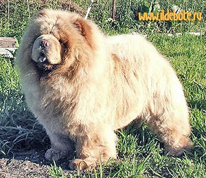 chow-chow Il De Bote Diiti