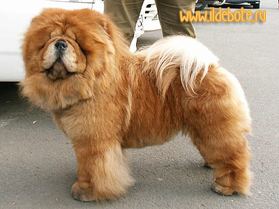 Chow-chow SUEL SIKHOTE-ALINN NADIN PERRON