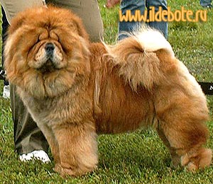 Chow-chow SUEL SIKHOTE-ALINN NADIN PERRON